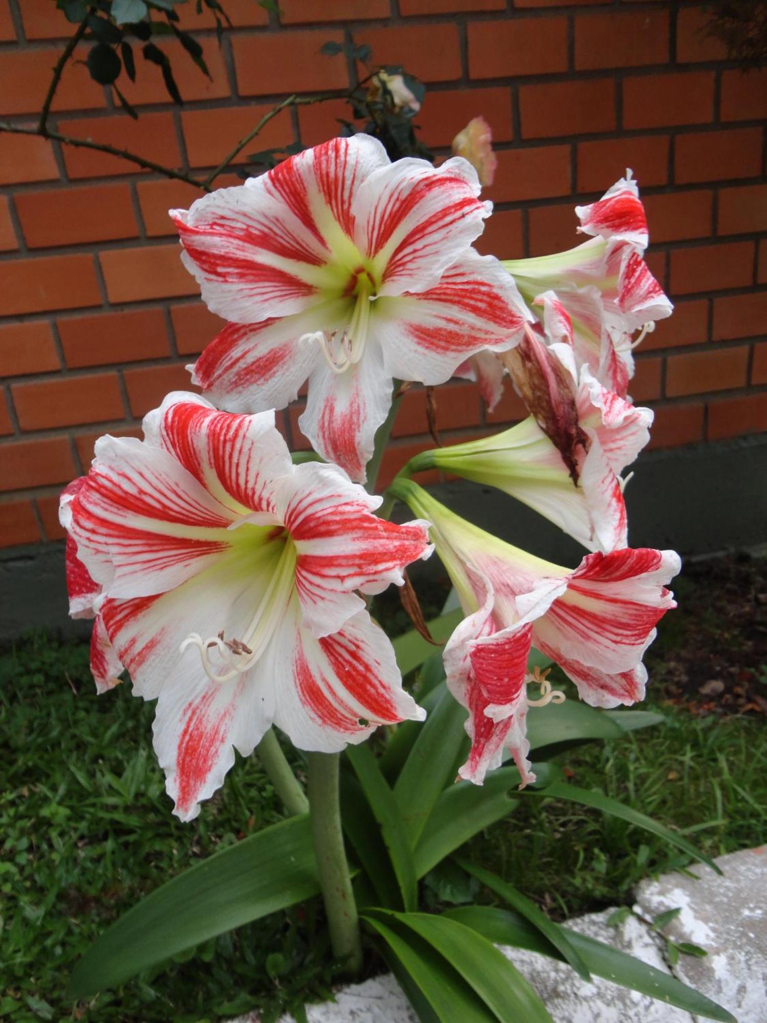 Inn Jardim De Flores