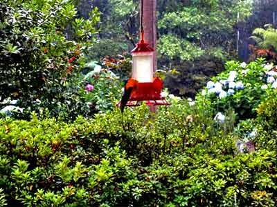 Jardim De Flores Inn Gramado